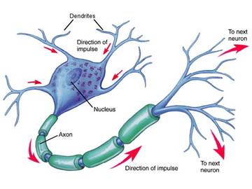 Estructura y función del sistema nervioso